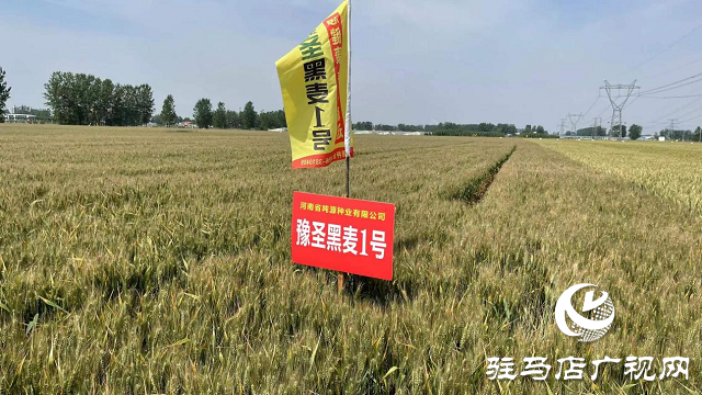 噸源種業黑色小麥觀摩會成功召開
