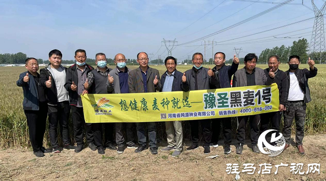 噸源種業黑色小麥觀摩會成功召開