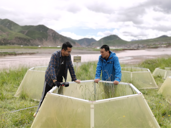 江源科考發現升溫3攝氏度或將致高原植被退化