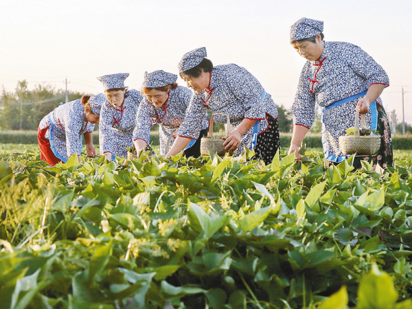 上蔡縣黃埠鎮：紅薯葉制茶巧致富