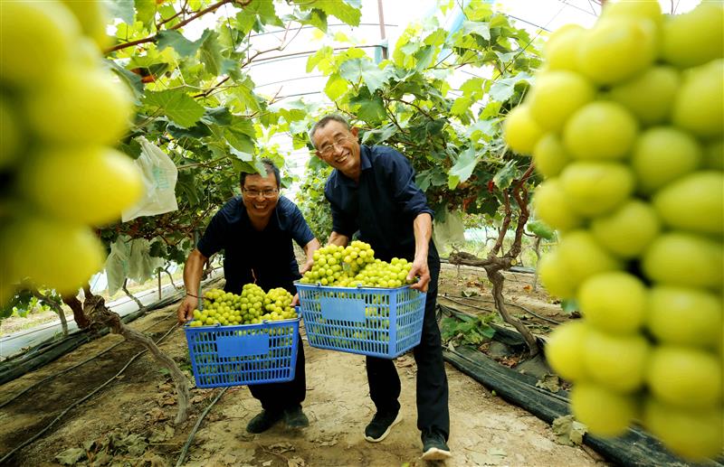 河南省駐馬店市驛城區葡萄喜獲豐收