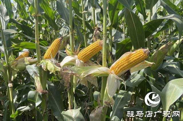 農星207觀摩會：“金種子”引起種糧大戶圍觀