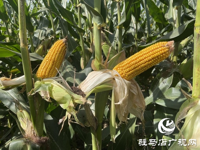 農星207觀摩會：“金種子”引起種糧大戶圍觀