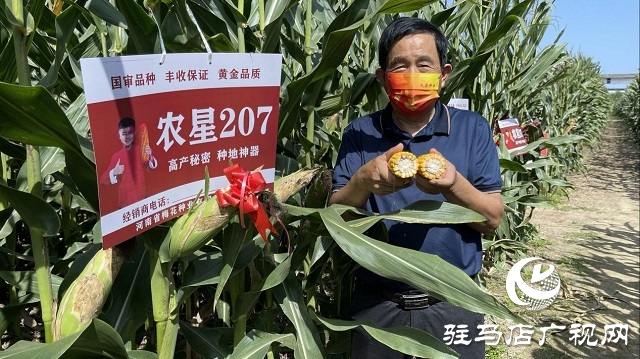 農星207觀摩會：“金種子”引起種糧大戶圍觀