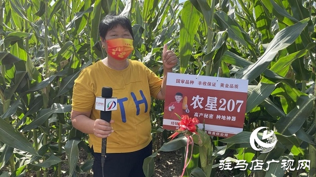 農星207觀摩會：“金種子”引起種糧大戶圍觀