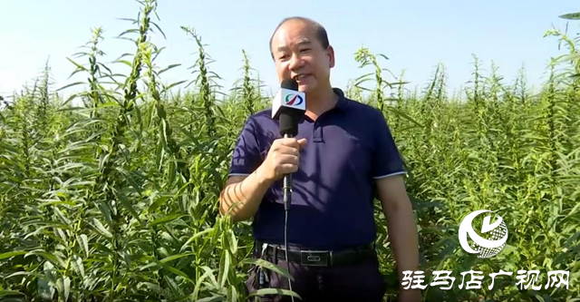 宜機收芝麻在河南駐研種業試種成功