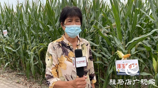 六豐農業：澤玉8911玉米新品種觀摩會成功召開