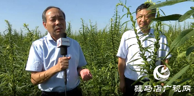 宜機收芝麻在河南駐研種業試種成功