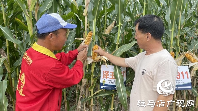 六豐農業：澤玉8911玉米新品種觀摩會成功召開