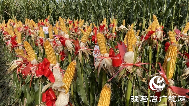 六豐農業：澤玉8911玉米新品種觀摩會成功召開