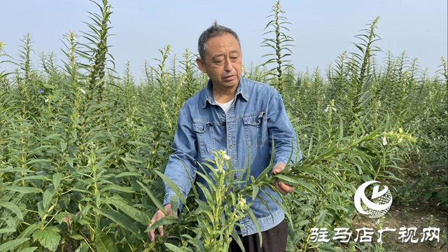 宜機收芝麻在河南駐研種業試種成功