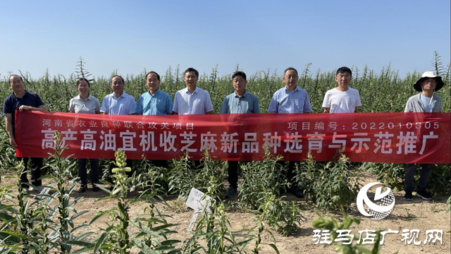 宜機收芝麻在河南駐研種業試種成功