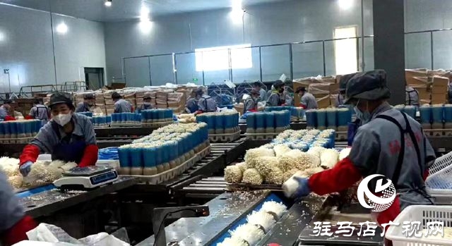 泌陽縣：踔厲奮發 篤行不怠 奮力譜寫現代化建設新篇章