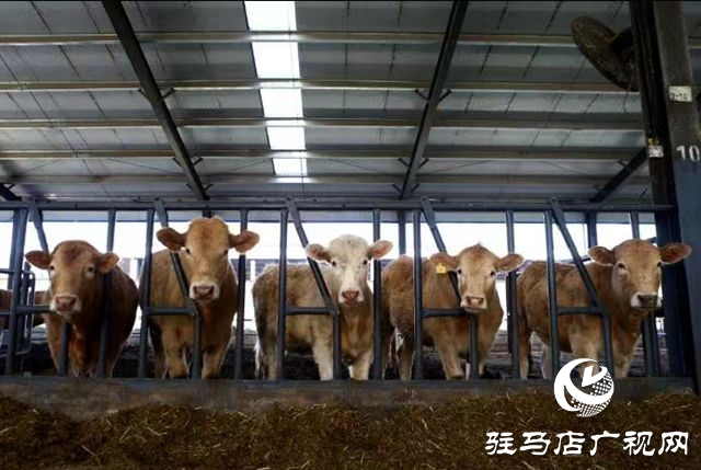 泌陽縣：踔厲奮發 篤行不怠 奮力譜寫現代化建設新篇章
