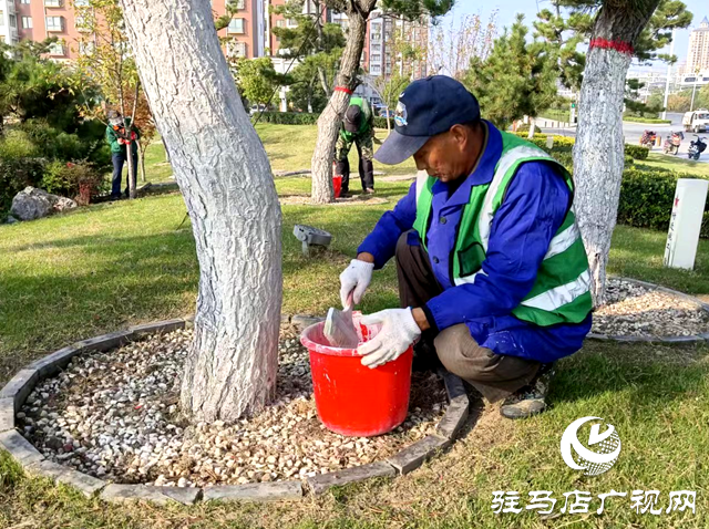綠化養護靚風景 樹木涂白換新裝