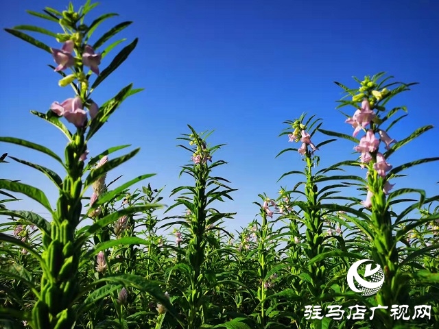 2023芝麻油十大品牌發布 正道香油成為河南唯一上榜品牌