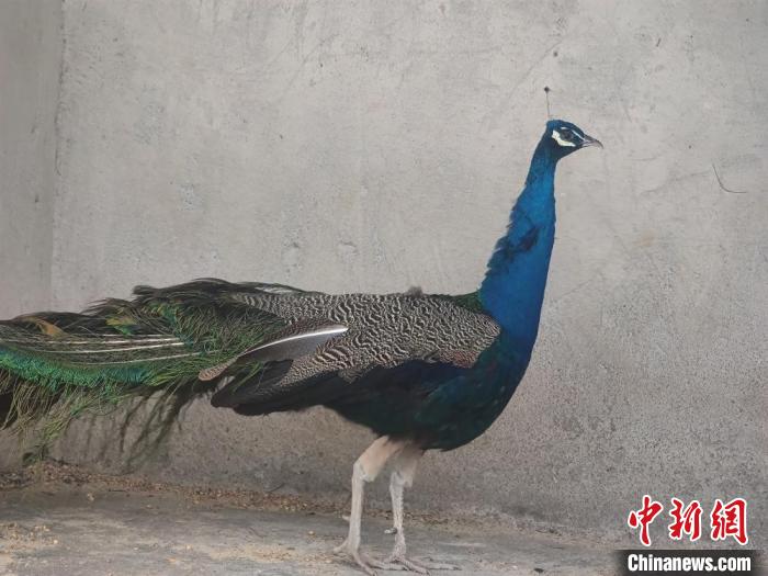 無錫動物園回應孔雀遭襲：已對涉事男童口頭教育 孔雀無大礙