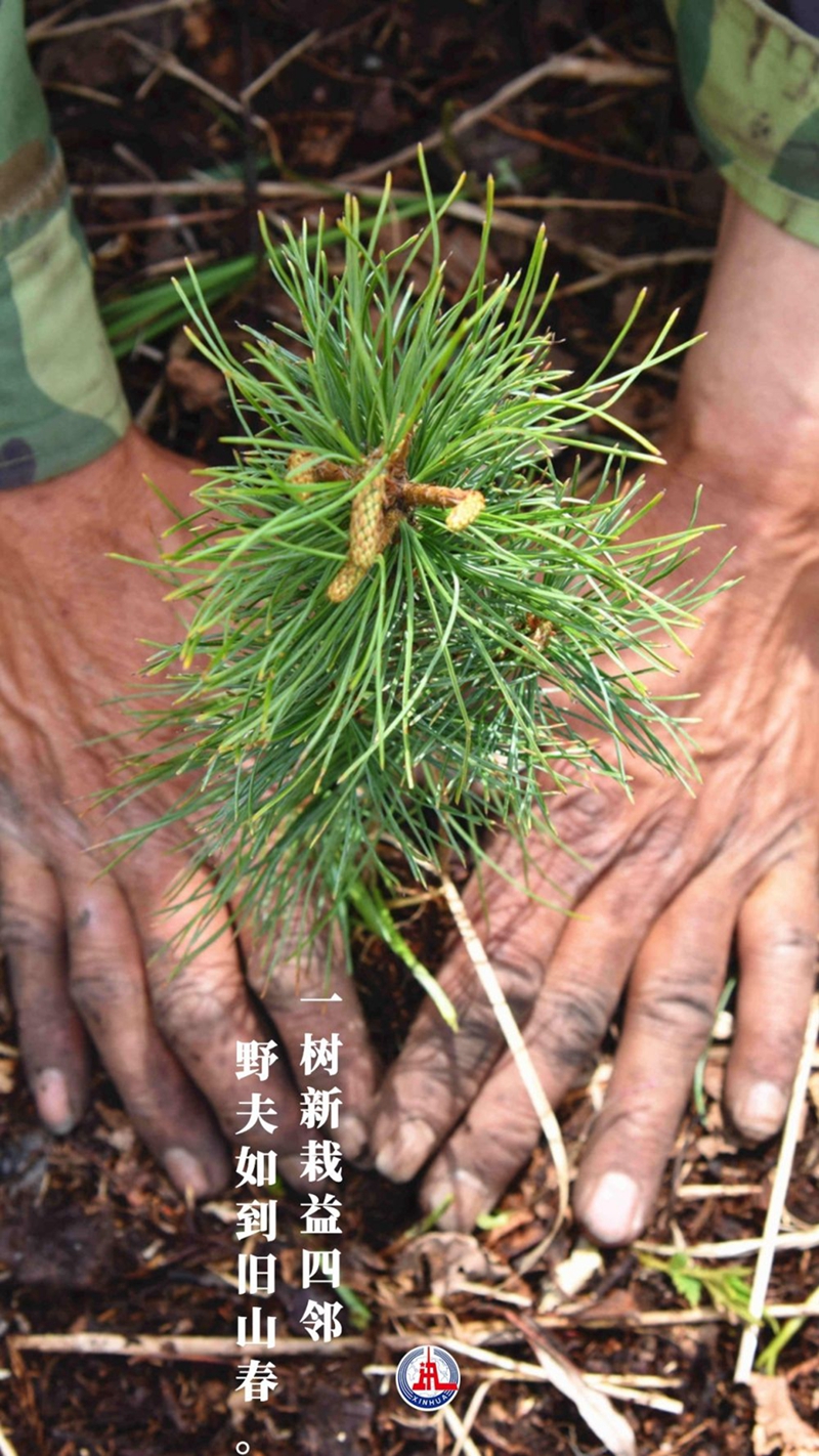 新華全媒+丨植樹傳統，從古詩中走來