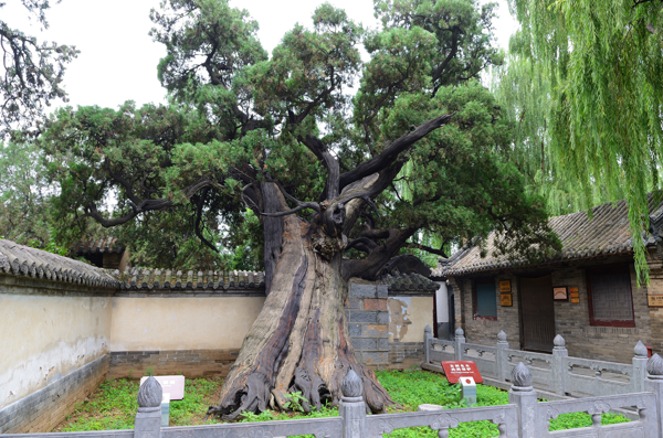 植樹節丨守護從歷史中走來的綠蔭 河南“樹醫”助力古樹名木“延壽回春”