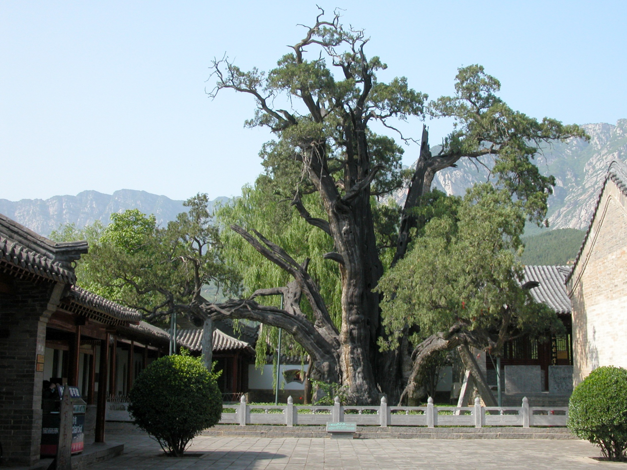 植樹節丨守護從歷史中走來的綠蔭 河南“樹醫”助力古樹名木“延壽回春”