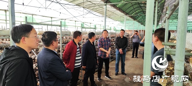 以“菇”會友  舞陽縣食用菌協會深入泌陽縣菌菇基地觀摩學習