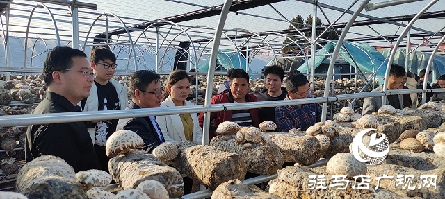 以“菇”會友  舞陽縣食用菌協會深入泌陽縣菌菇基地觀摩學習