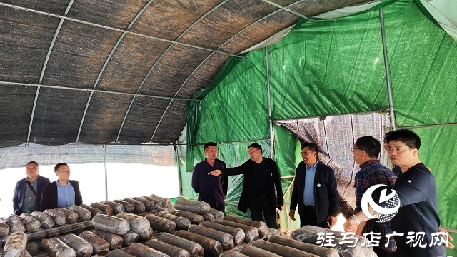 以“菇”會友  舞陽縣食用菌協會深入泌陽縣菌菇基地觀摩學習