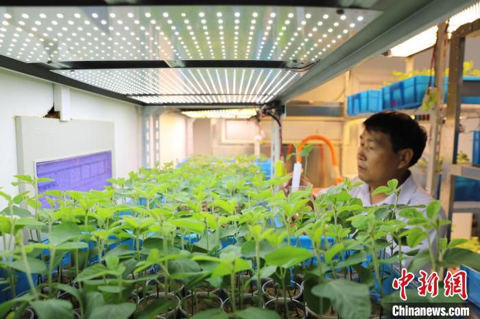 從農業大省蝶變農業強省 2023年河南農業工作這樣干
