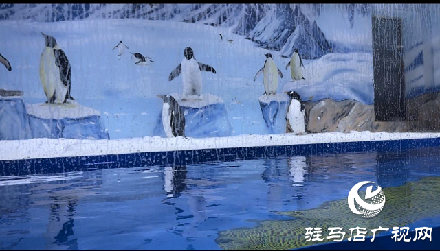 駐馬店市旅行社協會組織踩線漯河海洋館