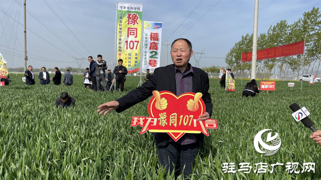 重磅！噸源種業再添強勢小麥品種，豫同107助農增產豐收！