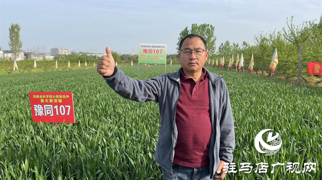 重磅！噸源種業再添強勢小麥品種，豫同107助農增產豐收！