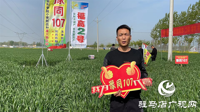 重磅！噸源種業再添強勢小麥品種，豫同107助農增產豐收！