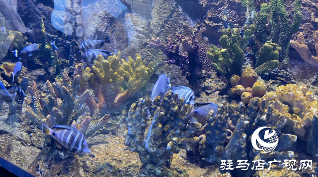 駐馬店市旅行社協會組織踩線漯河海洋館