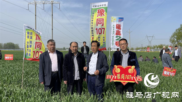 重磅！噸源種業再添強勢小麥品種，豫同107助農增產豐收！