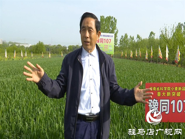 重磅！噸源種業再添強勢小麥品種，豫同107助農增產豐收！