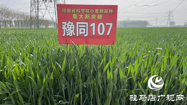重磅！噸源種業再添強勢小麥品種，豫同107助農增產豐收！