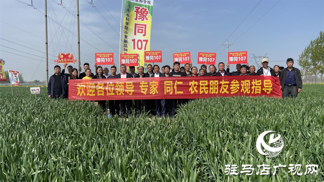重磅！噸源種業再添強勢小麥品種，豫同107助農增產豐收！