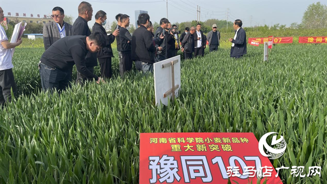 重磅！噸源種業再添強勢小麥品種，豫同107助農增產豐收！
