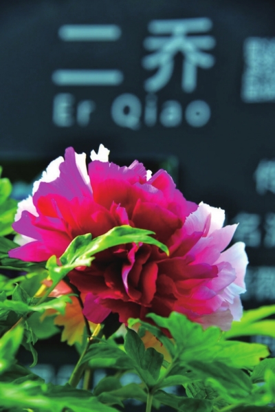 四月，來洛陽看牡丹 須是牡丹花盛發 滿城方始醉無涯