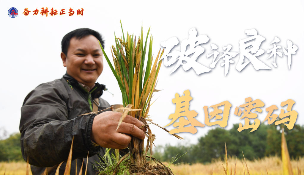 奮力耕耘正當時——農業強國建設一線的四個故事