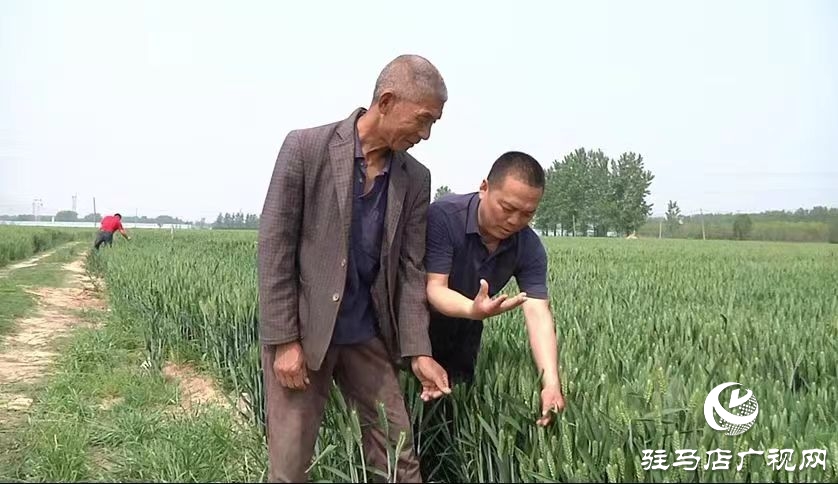 驛城區：巧借科技之力防治 助力夏糧豐產豐收