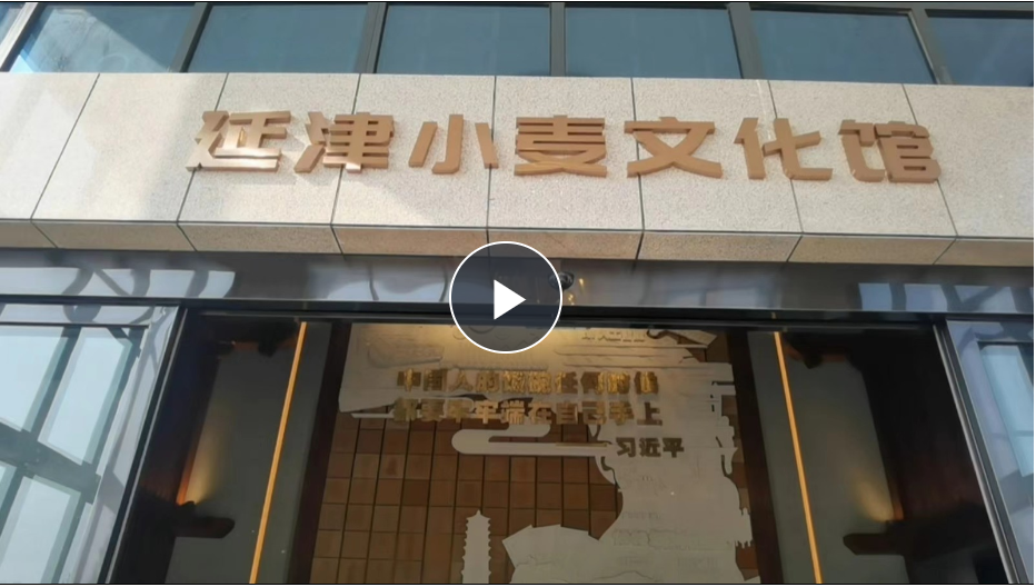 聚焦中原農谷丨“中國第一麥”長成記