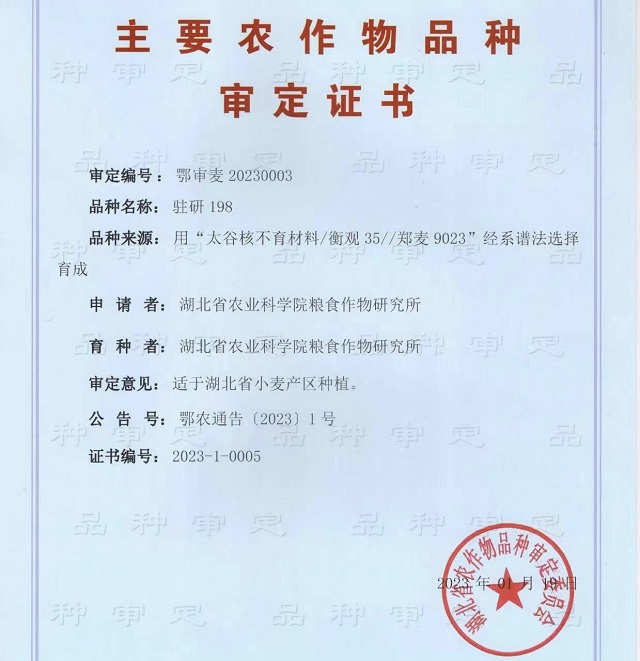 “駐研198”驚艷亮相湖北麥區