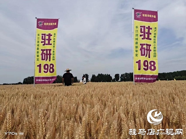 “駐研198”驚艷亮相湖北麥區