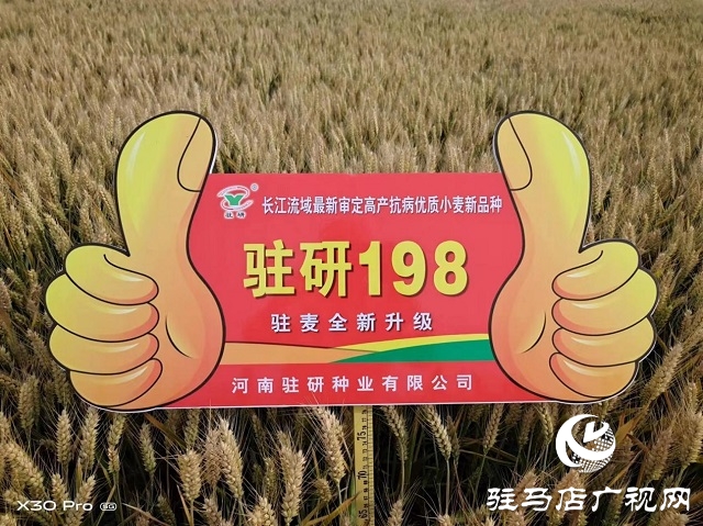 “駐研198”驚艷亮相湖北麥區