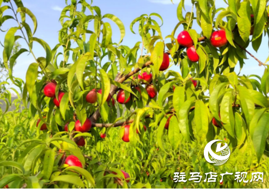 泌陽：聚力林果經濟打造鄉村振興新“洼地”