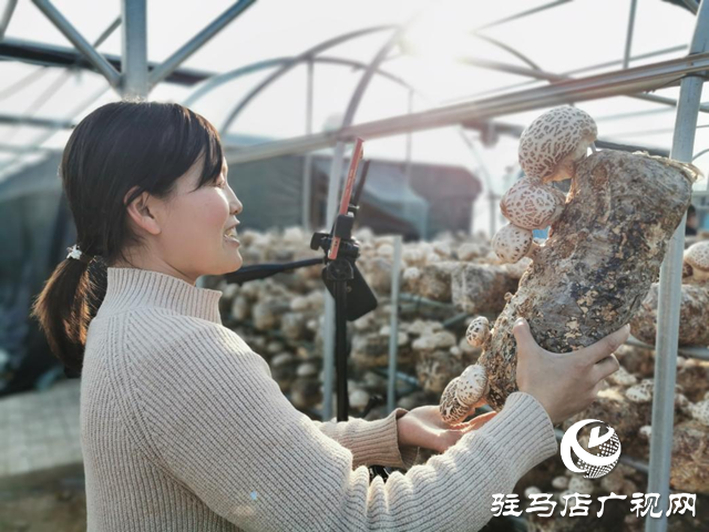 泌陽：講好新“菇”事 加快建設“中國菌都”