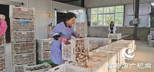 泌陽：講好新“菇”事 加快建設“中國菌都”