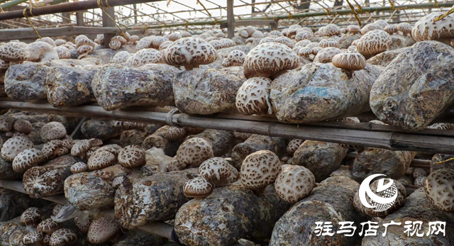 泌陽：講好新“菇”事 加快建設“中國菌都”