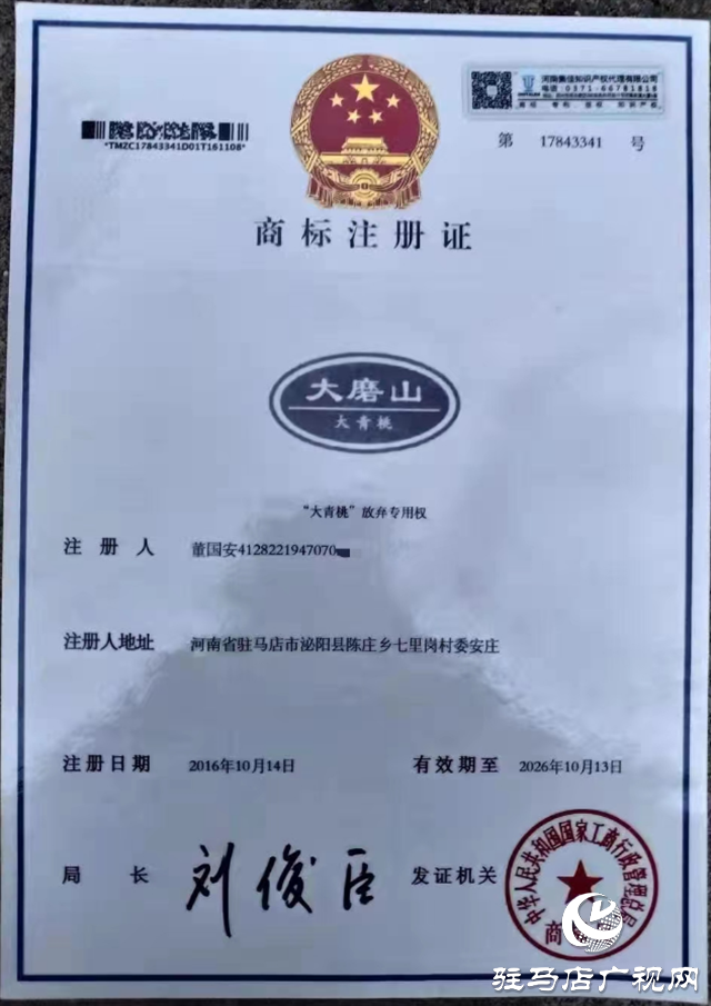 泌陽大磨山“野生大青桃”即將成熟！歡迎采摘！